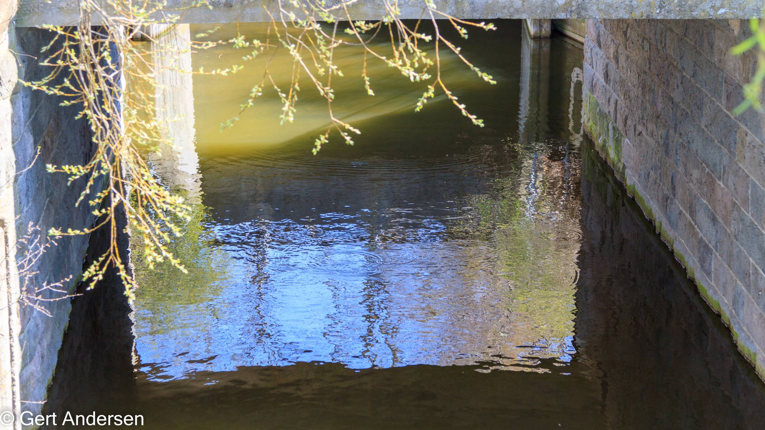 Lyngby Sø (7 of 37) compressed